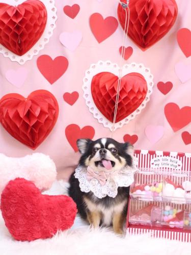 20240228ごまくん